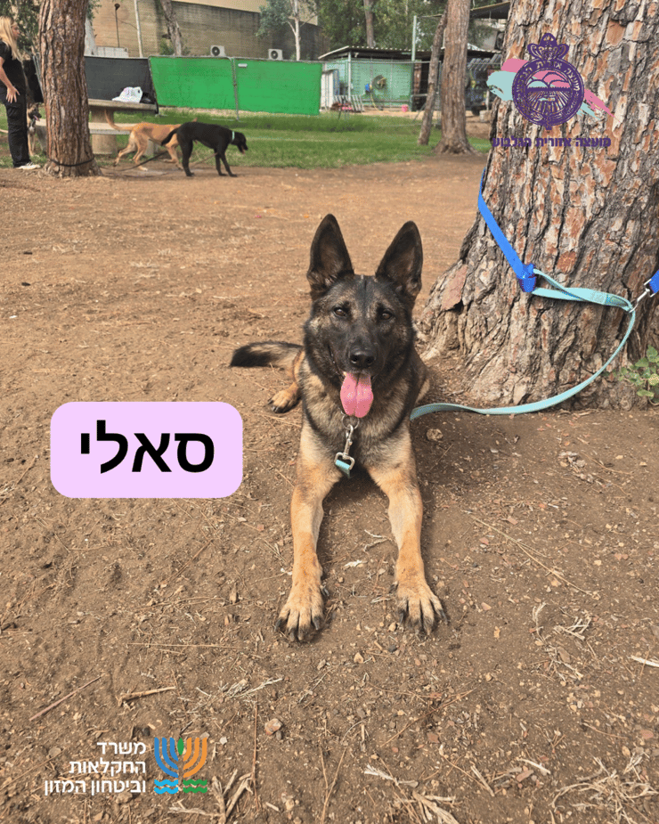 סאלי