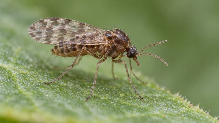 הדמיה של יבחוש מהסוג Culicoides