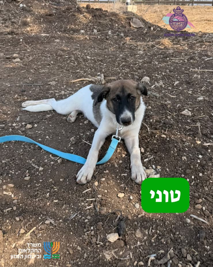 טוני