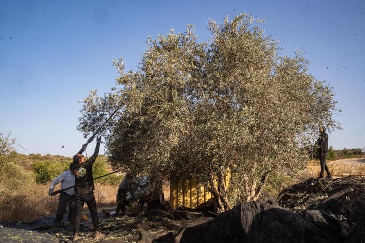 מסיק ביו"ש בתיאום ובאבטחת כוחות צה"ל (צילום: דובר צה"ל) המסיקים המתואמים ביהודה ושומרון