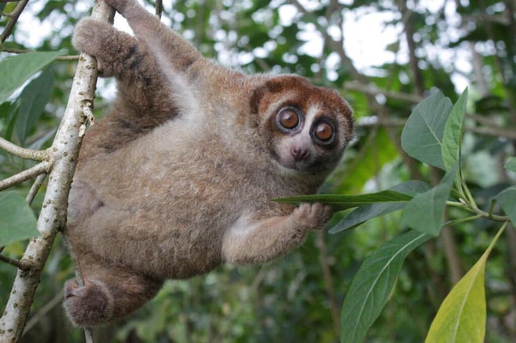 לא נכחד! הלוריס האיטי מהאי באנגקה (צילום: Andre Septian/Alobi Wildlife Rescue Center/Handout via REUTERS) לא נכחד! הלוריס האיטי מהאי באנגקה