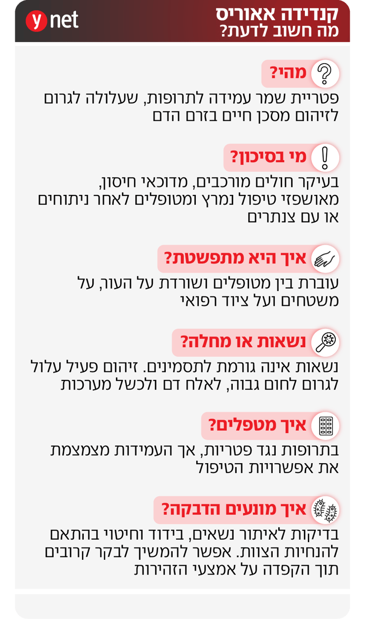 אינפו קנדידה אאוריס אינפו קנדידה אאוריס