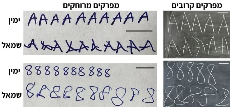 דוגמאות לכתיבת האות A והספרה 8 ביד ימין וביד שמאל, על נייר תוך שימוש במפרקי האצבעות ושורש כף היד (משמאל); ועל לוח תוך שימוש במרפק ובכתף (מימין). בשני המקרים ניכר יתרון ליד הדומיננטית (מקור: Arac et al., PNAS, 2026.) דוגמאות לכתיבת האות A והספרה 8 ביד ימין וביד שמאל, על נייר תוך שימוש במפרקי האצבעות ושורש כף היד (משמאל); ועל לוח תוך שימוש במרפק ובכתף (מימין). בשני המקרים ניכר יתרון ליד הדומיננטית