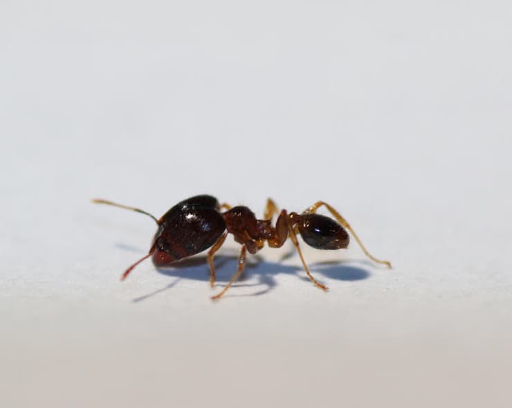 הנמלה האסמית גדולת-הראש (צילום: Cassandra Madsen, shutterstock) הנמלה האסמית גדולת-הראש