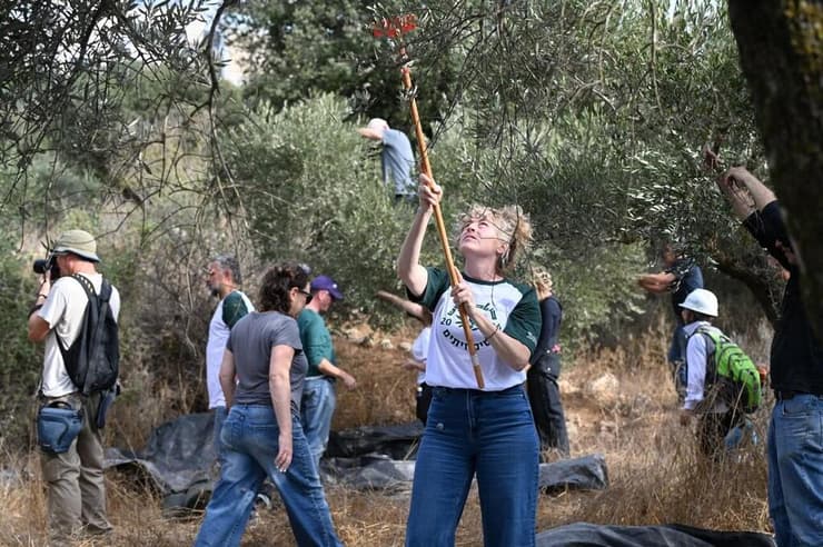 פעילי "קול רבני לזכויות אדם" מוסקים זיתים. "עומדים כחומה אנושית מול נערי הגבעות" (צילום: באדיבות "קול רבני לזכויות אדם") פעילי "קול רבני לזכויות אדם" מוסקים זיתים. "עומדים כחומה אנושית מול נערי הגבעות"