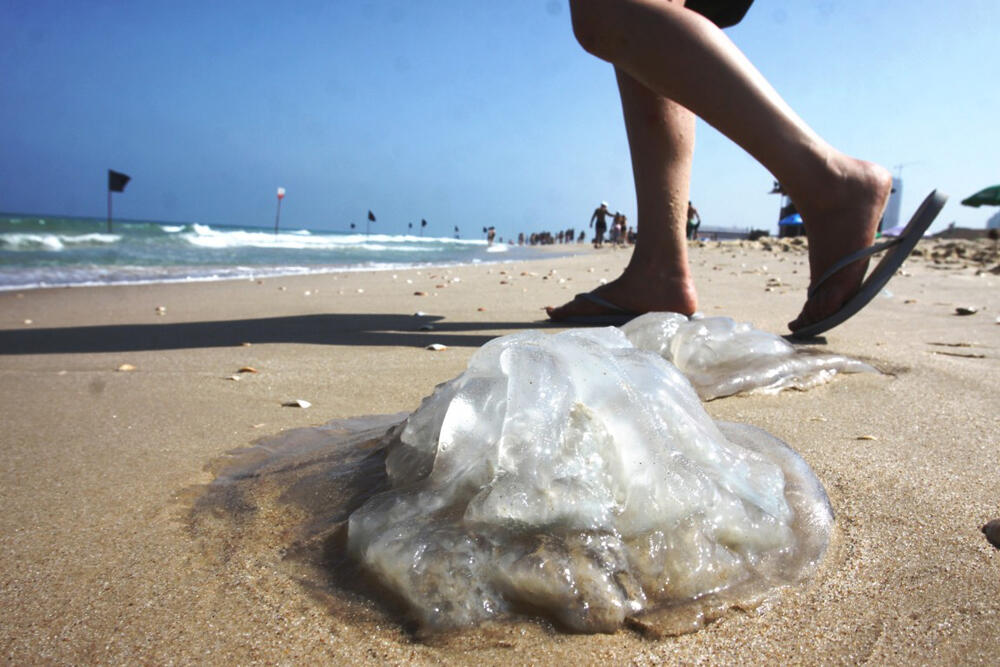 Медуза на пляже Израиля 