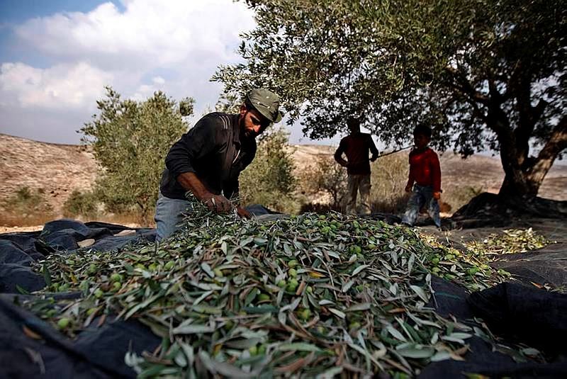 Palestinian farmers farming olives 
