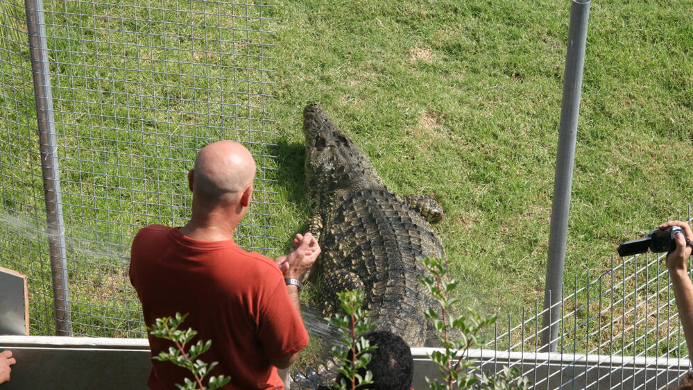 Clarence the crocodile back in 2013 