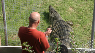 Clarence the crocodile back in 2013 