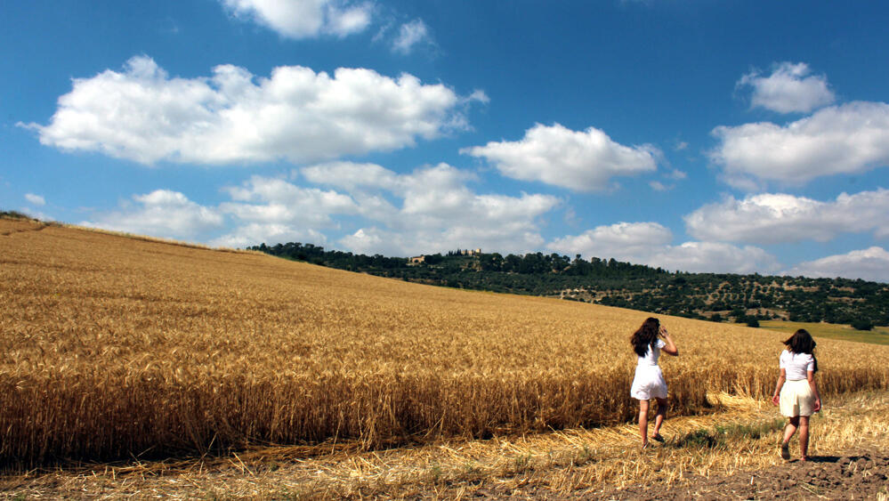 Пшеничные поля в Израиле 