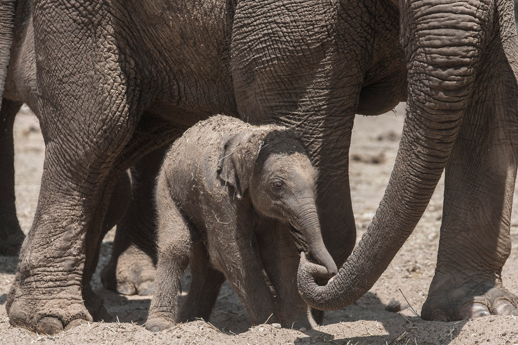 Elephant calf and its parents in the Ramat Gan Safari Park 