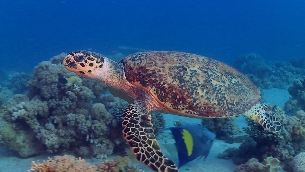 A sea turtle swims near a reef in the Bay of Eilat 