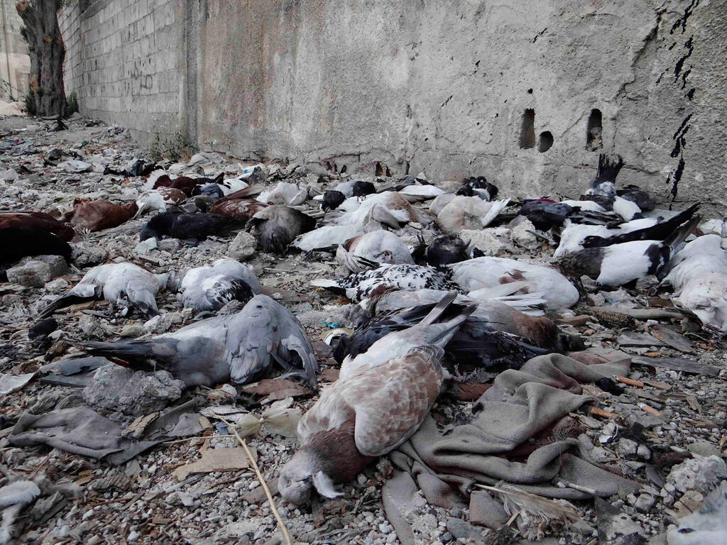 Pigeon carcasses lying on the ground in the aftermath of a chemical attack, Syria, October 25, 2013 