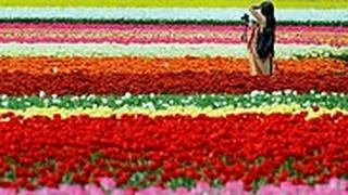 איפה הפרחים שהבטיחו? צבעונים בהולנד
