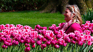 צבעונים צבעוני טוליפ פרח פרחים הולנד