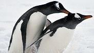 גוף קדימה. לומדים מהפינגווינים     