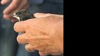 סיסים משוחררים לטבע