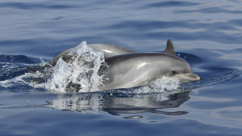 Дельфины у побережья Израиля 