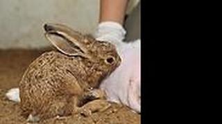 אמא מחליפה לארנבת שדה פצועה ביה"ח לחיות בר