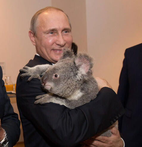Putin holding a koala 