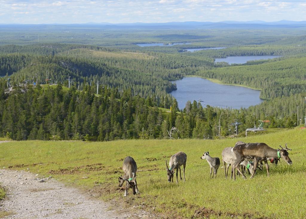 Лапландия. Фото: Shutterstock