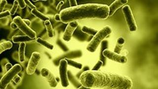 סוגי החיידקים בגוף