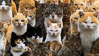 חתולים בריאים התמוטטו