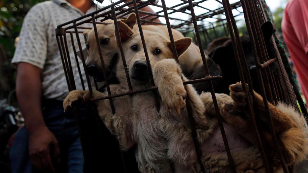 Dogs displayed in cages during festival 
