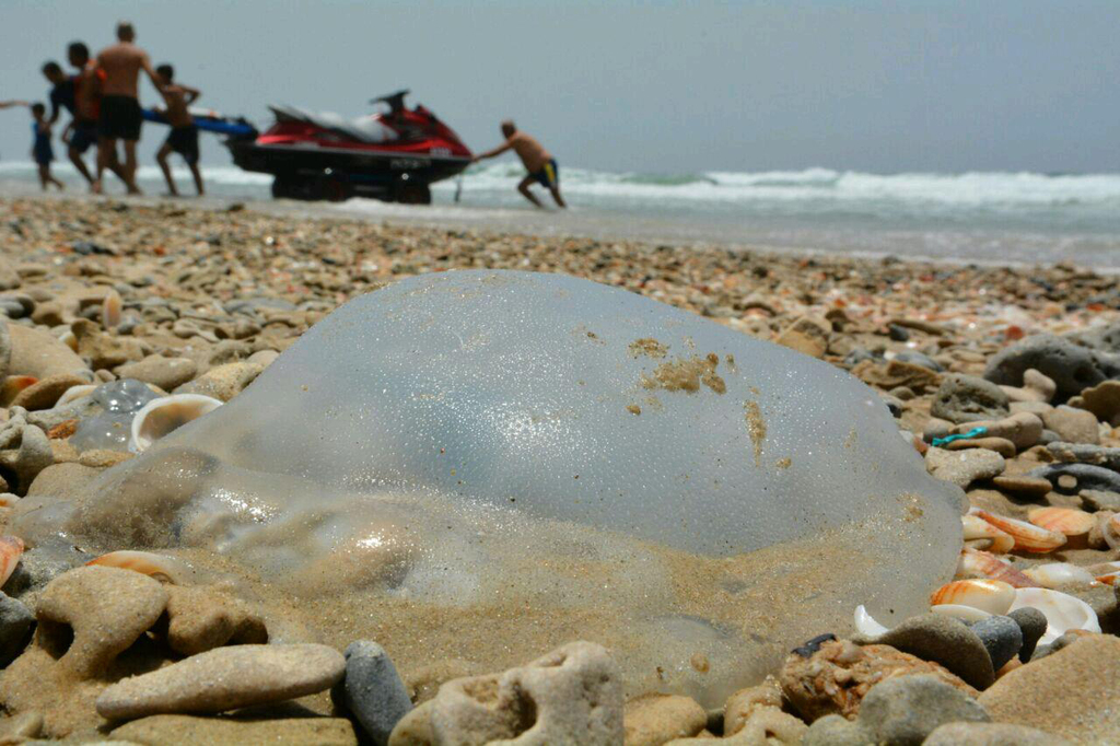 An archive picture showing a washed-up jellyfish at one of Israel's beaches 