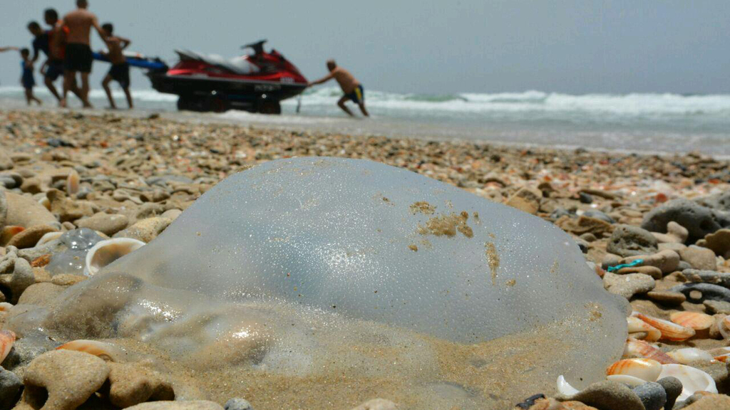 Медуза на берегу Средиземного моря 