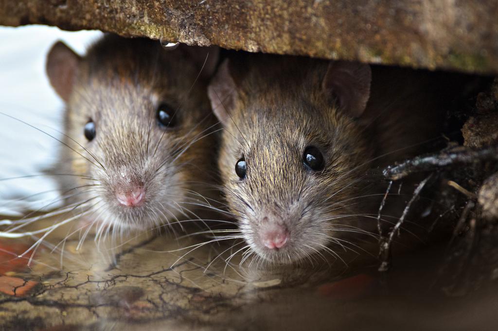 Крысы. Фото: shutterstock 