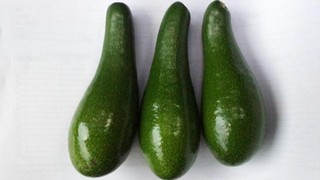 Авокадо сорта "Галиль" 