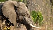פיל בשמורת טבע בזימבבואה. ארכיון
