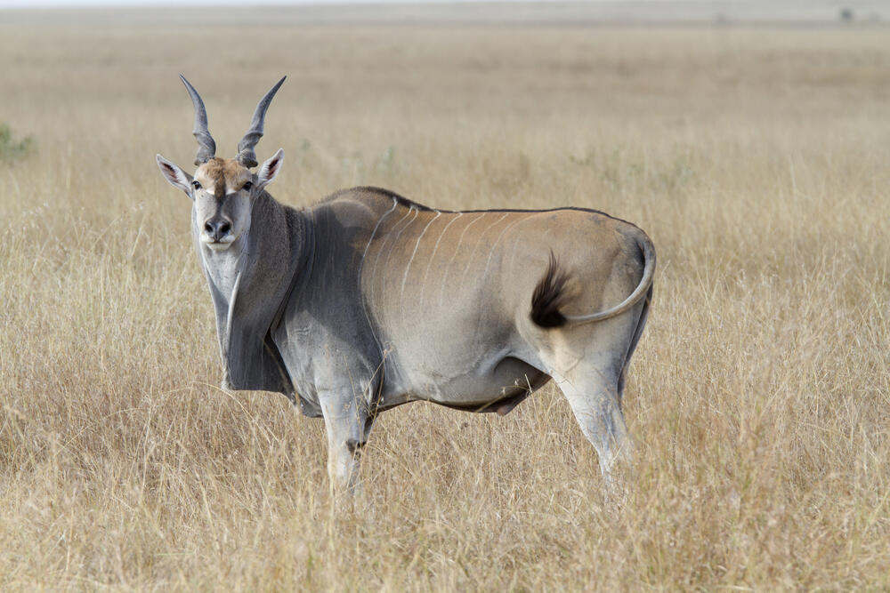 Antilope at the Ramat Gan Safari (Photo: Shutterstock) Antilope at the Ramat Gan Safari