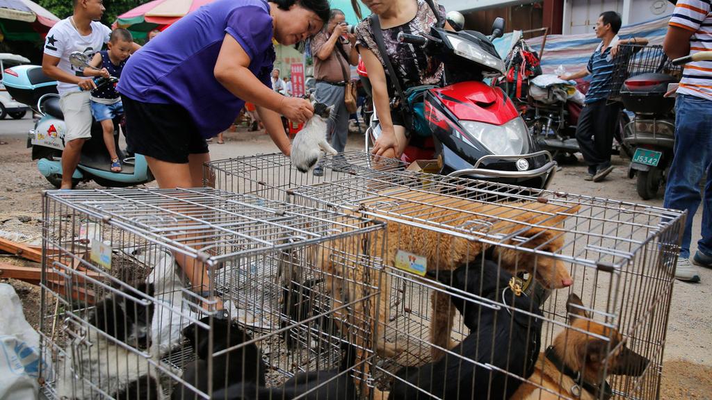Dogs displayed in cages during festival 
