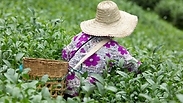 קוטפי התה עוטים כובעים רחבי שוליים. שדה תה בקניה