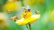 לשימוש יד מרדכי בלבד! דבש דבורים