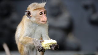 האם קופים יוכלו לתקשר עם מחשב באמצעות המוח?