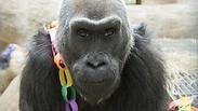 קולו גורילה בת 60 מתה בגן חיות אוהיו