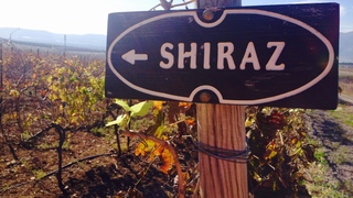 12 יקבים בעמק: היין של עמק יזרעאל