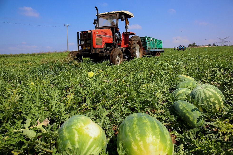 Watermelon harvest in Israel 