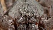 העכביש שהתגלה במכסיקו    