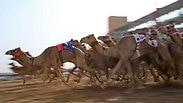 מרוץ הגמלים בדובאי     