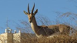 טבע עירוני בירושלים. ארכיון 
