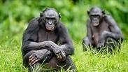 קופי הבונובו 