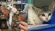 חתולה נלכדה במלכודת דבק בת"א 