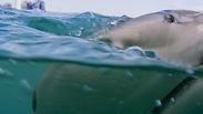 כריש סנפירתן שצולם במהלך מחקר לתיוג כרישים בים התיכון