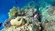 אלמוגים בחוף קצא"א באילת