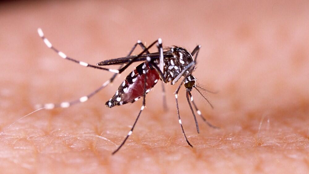 Комар рода Aedes - так называемый "азиатский тигр" 