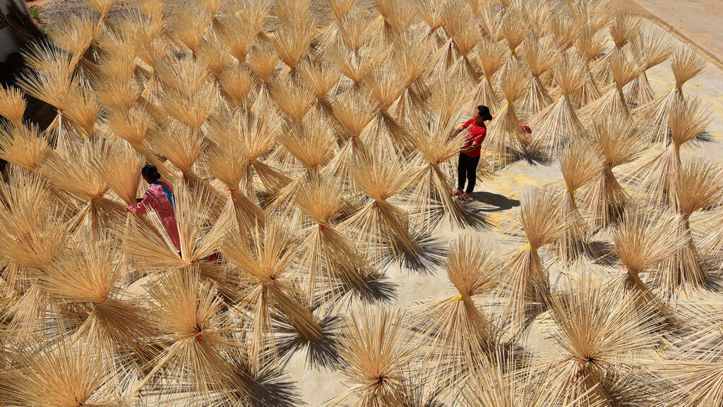 Workers drying bamboo 